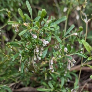 Clematis leptophylla at Molonglo Valley, ACT - 18 May 2023