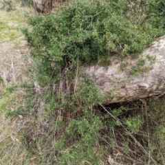 Clematis leptophylla at Molonglo Valley, ACT - 18 May 2023