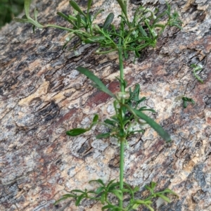 Clematis leptophylla at Molonglo Valley, ACT - 18 May 2023