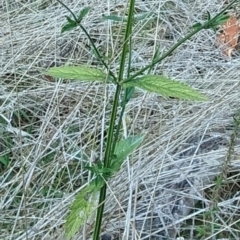 Verbena incompta (Purpletop) at The Pinnacle - 18 May 2023 by CattleDog