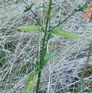 Verbena incompta at Molonglo Valley, ACT - 18 May 2023