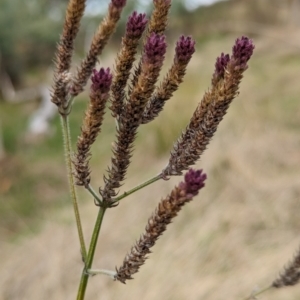 Verbena incompta at Molonglo Valley, ACT - 18 May 2023