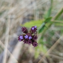 Verbena incompta at Molonglo Valley, ACT - 18 May 2023