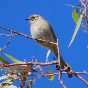 Caligavis chrysops at Fyshwick, ACT - 19 May 2023 01:25 PM