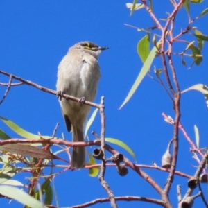 Caligavis chrysops at Fyshwick, ACT - 19 May 2023