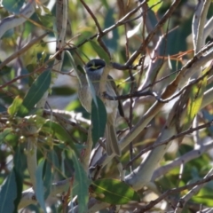 Caligavis chrysops at Fyshwick, ACT - 19 May 2023