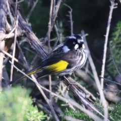 Phylidonyris novaehollandiae at Fyshwick, ACT - 19 May 2023