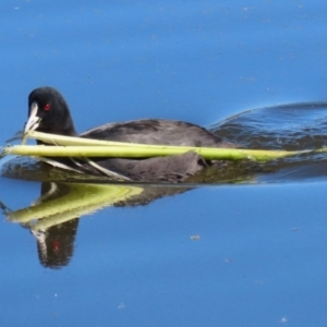 Fulica atra at Fyshwick, ACT - 19 May 2023