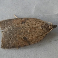 Meritastis polygraphana (Mottled Bell Moth) at Boro, NSW - 18 May 2023 by Paul4K