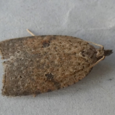 Meritastis polygraphana (Mottled Bell Moth) at Boro, NSW - 17 May 2023 by Paul4K