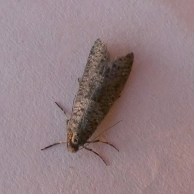 Conoeca guildingi (A case moth) at Boro - 15 May 2023 by Paul4K