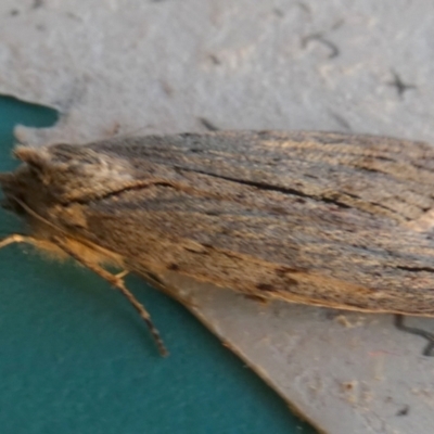 Capusa (genus) (Wedge moth) at Boro, NSW - 17 May 2023 by Paul4K