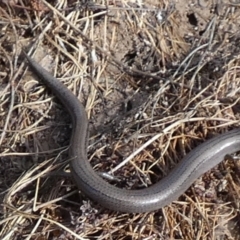 Hemiergis talbingoensis (Three-toed Skink) at Boro, NSW - 17 May 2023 by Paul4K