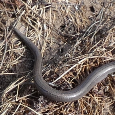 Hemiergis talbingoensis (Three-toed Skink) at Boro - 17 May 2023 by Paul4K