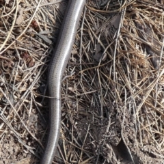 Hemiergis talbingoensis at Boro, NSW - 17 May 2023