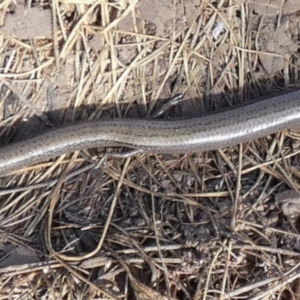 Hemiergis talbingoensis at Boro, NSW - 17 May 2023