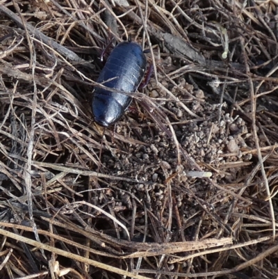 Platyzosteria sp. (genus) (Litter runner cockroach) at Boro - 17 May 2023 by Paul4K