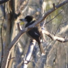 Cracticus torquatus (Grey Butcherbird) at Boro, NSW - 15 May 2023 by Paul4K