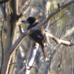 Cracticus torquatus at Boro, NSW - 16 May 2023