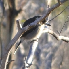 Cracticus torquatus at Boro, NSW - 16 May 2023