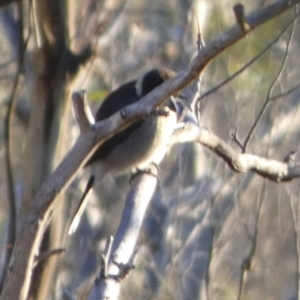 Cracticus torquatus at Boro, NSW - 16 May 2023