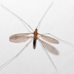 Leptotarsus (Macromastix) costalis (Common Brown Crane Fly) at Wellington Point, QLD - 16 May 2023 by TimL