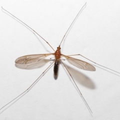 Tipuloidea sp. (superfamily) at Wellington Point, QLD - 16 May 2023 by TimL