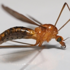 Unidentified Crane fly, midge, mosquito & gnat (several families) at Wellington Point, QLD - 16 May 2023 by TimL