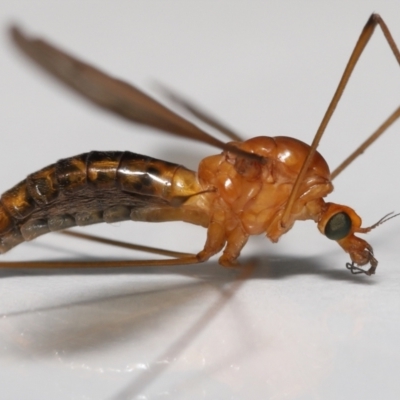 Unidentified Crane fly, midge, mosquito or gnat (several families) at Wellington Point, QLD - 16 May 2023 by TimL