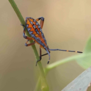 Amorbus sp. (genus) at O'Connor, ACT - 28 Jan 2023 11:41 AM