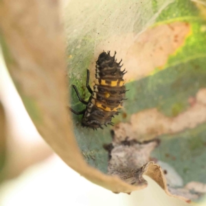 Harmonia conformis at O'Connor, ACT - 28 Jan 2023