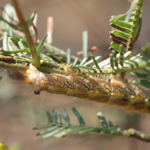 Lepidoptera unclassified IMMATURE moth at O'Connor, ACT - 28 Jan 2023