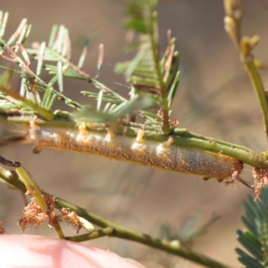 Lepidoptera unclassified IMMATURE moth at O'Connor, ACT - 28 Jan 2023