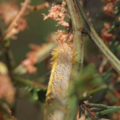 Lepidoptera unclassified IMMATURE at O'Connor, ACT - 28 Jan 2023 10:59 AM