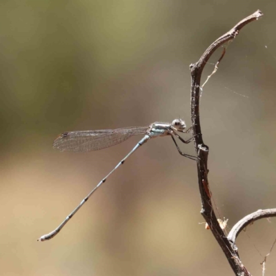 Austrolestes leda (Wandering Ringtail) at O'Connor, ACT - 28 Jan 2023 by ConBoekel