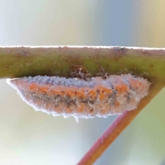 Monophlebulus sp. (genus) (Giant Snowball Mealybug) at O'Connor, ACT - 28 Jan 2023 by ConBoekel