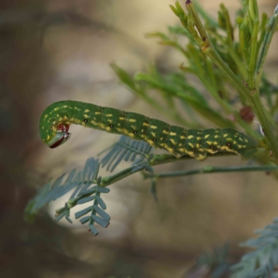 Capusa senilis (Black-banded Wedge-moth) at O'Connor, ACT - 28 Jan 2023 by ConBoekel