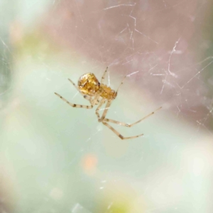 Theridion sp. (genus) at O'Connor, ACT - 28 Jan 2023