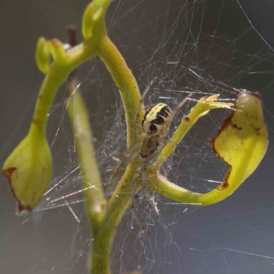 Phonognatha graeffei (Leaf Curling Spider) at O'Connor, ACT - 28 Jan 2023 by ConBoekel