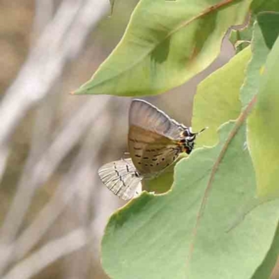 Jalmenus ictinus (Stencilled Hairstreak) at O'Connor, ACT - 28 Jan 2023 by ConBoekel