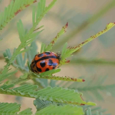 Peltoschema oceanica (Oceanica leaf beetle) at O'Connor, ACT - 28 Jan 2023 by ConBoekel