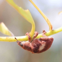 Gonipterus pulverulentus (Eucalyptus weevil) at O'Connor, ACT - 28 Jan 2023 by ConBoekel