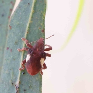 Gonipterus pulverulentus at O'Connor, ACT - 28 Jan 2023