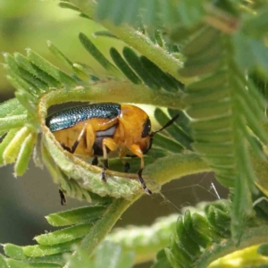 Aporocera (Aporocera) consors at O'Connor, ACT - 28 Jan 2023