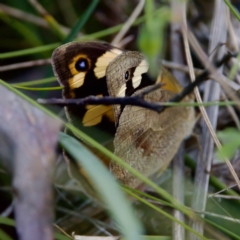 Heteronympha merope (Common Brown Butterfly) at Cotter River, ACT - 4 Feb 2023 by KorinneM