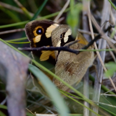 Heteronympha merope (Common Brown Butterfly) at Cotter River, ACT - 4 Feb 2023 by KorinneM