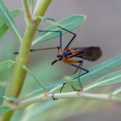 Harpobittacus australis at Cotter River, ACT - 4 Feb 2023 03:58 PM