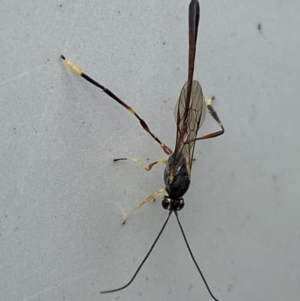 Ichneumonidae (family) at Jerrabomberra, NSW - suppressed