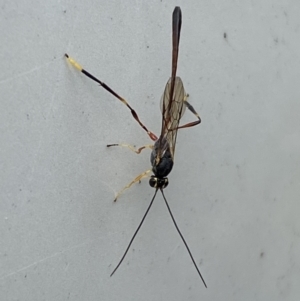 Ichneumonidae (family) at Jerrabomberra, NSW - suppressed