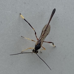 Ichneumonidae (family) at Jerrabomberra, NSW - suppressed